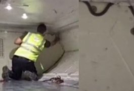 Cobra é encontrada em avião, assusta passageiros e atrasa voo