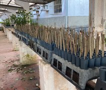 Uniprópolis vai distribuir 600 mudas de planta para expansão de própolis vermelha em Alagoas