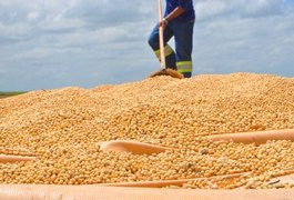 Soja abre novos horizontes de mercado para Alagoas