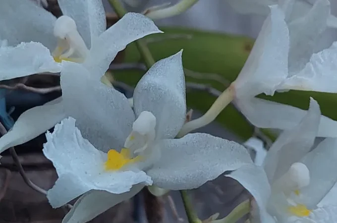 Polícia Federal prende e multa em R$ 72 mil um homem suspeito de traficar orquídeas e bromélias no interior alagoano