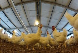 Decreto garante isenção do ICMS para cadeia produtiva de aves