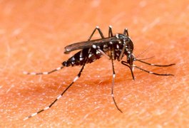 Vacina contra dengue já pode ser comercializada no Brasil