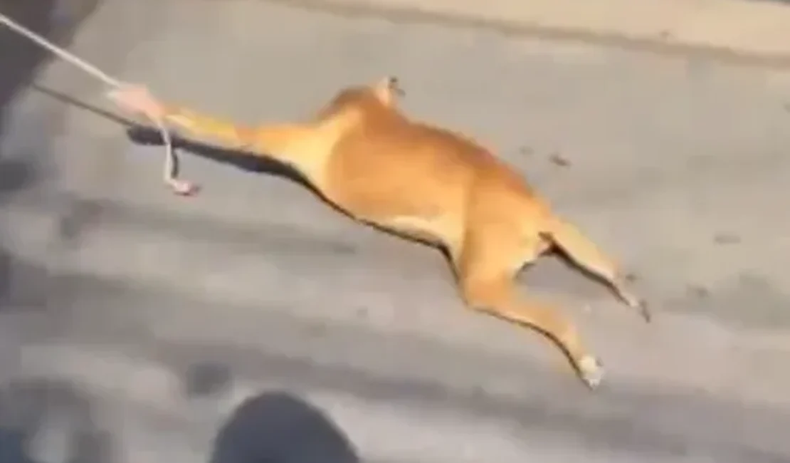Populares flagram cachorro sendo arrastado por homem em carroça, em Palmeira dos Índios