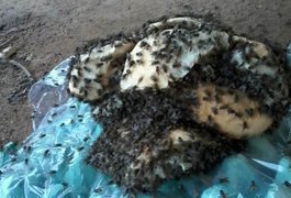 Após denúncias, avícola ainda causa transtornos a moradores do sítio Laranjal