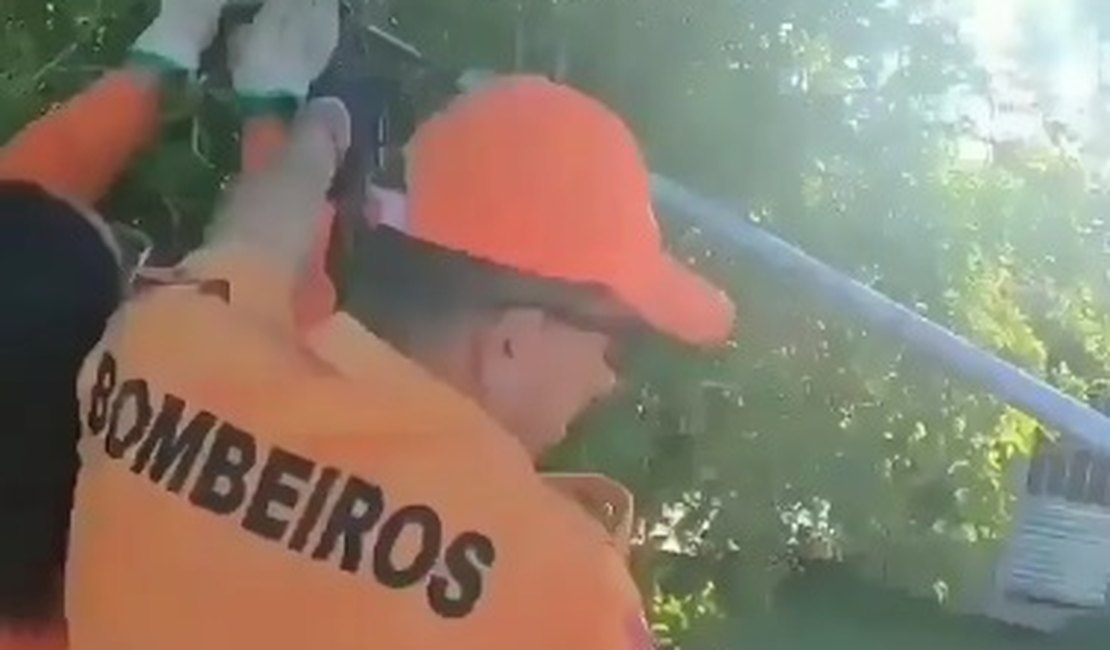 Jiboia é capturada pelos Bombeiros dentro de chácara, em Coité do Noia