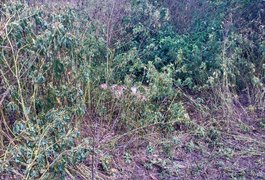 Corpo em decomposição é encontrado na zona rural de Girau do Ponciano