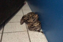 Homem encontra cobra dentro de apartamento na Jatiúca, em Maceió