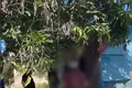 Homem é preso suspeito de adotar cadelas para manter relações sexuais no interior alagoano