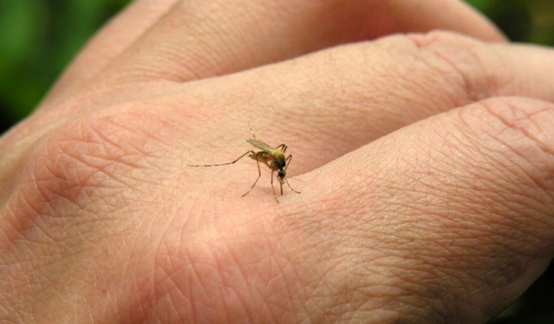 Alagoas deve começar a fazer exames para diagnosticar zika a partir de março