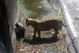 Tigre mata estudante que entrou em sua jaula em zoológico da Índia