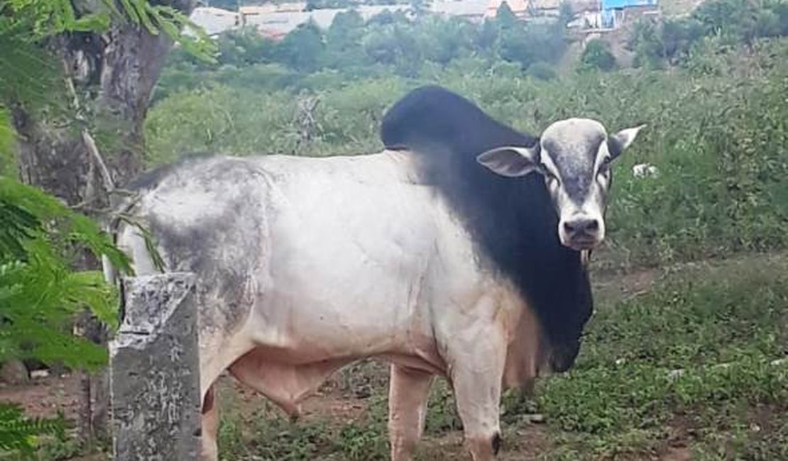 Bois soltos na estrada e nos quintais das residências assustam moradores do Povoado Baixa da Hora, em Arapiraca