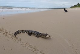 Com sinais de desnutrição, jacaré-de-papo-amarelo é resgatado em praia na Barra de Santo Antônio