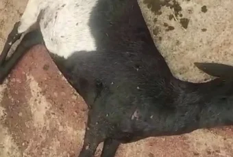 Ataques a rebanhos assustam criadores no Agreste, mas casos não têm registro formal na Polícia Civil