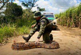 No Dia Mundial dos Animais, Polícia Militar destaca a apreensão e resgate de seis mil animais silvestres em 2024