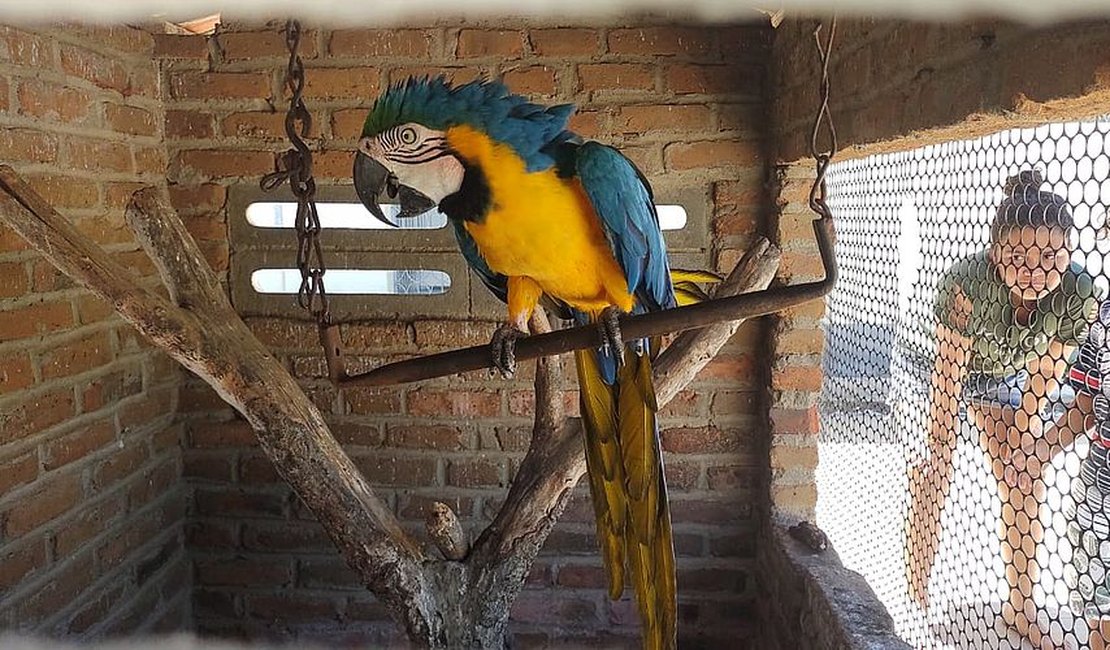 Arara-azul e mais 35 pássaros são resgatados no Agreste e no Sertão de Alagoas