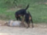 Idosa sofre fraturas e perde as orelhas após ataque de rottweilers em SP