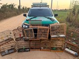 PM-AL apreende duas armas de fogo e resgata 59 animais silvestres em ações de fiscalização