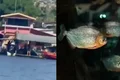 Homem é devorado por piranhas após se afogar em rio no Dia das Mães