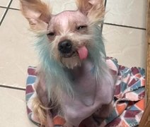 Concurso irá eleger cachorro mais feio do mundo