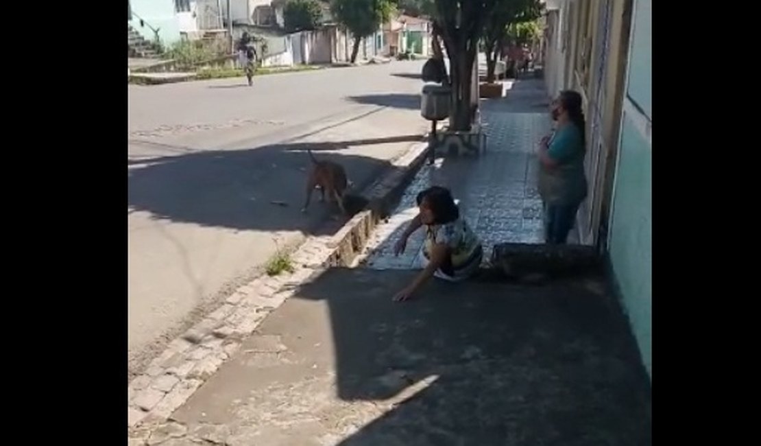 Vídeo. Pitbull ataca e mata cachorro pequeno em Palmeira dos Índios