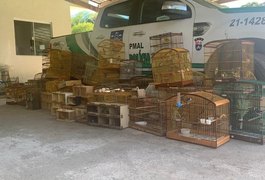 Batalhão Ambiental resgata 208 pássaros silvestres em Maceió e no interior de AL