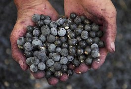 Pesquisadores canadenses testam fruta brasileira como tratamento contra covid-19