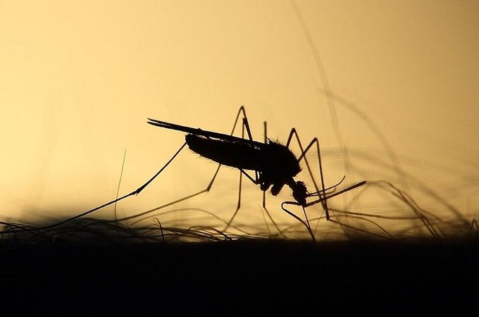 Alagoas tem 5ª morte confirmada por dengue