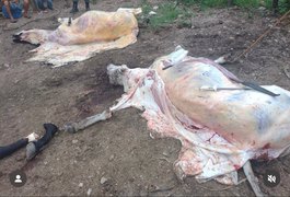 Abatedouro clandestino é fechado em Porto Real do Colégio após denúncia