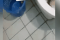 Turista encontra lacraia gigante antes de se sentar em vaso sanitário no quarto de hotel