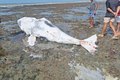 Mais uma baleia é encontrada morta, com marcas de mordida de tubarão, na Praia do Pontal do Peba