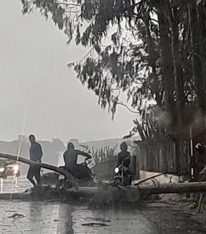 Fortes chuvas derrubam árvore e danificam estruturas no Sertão