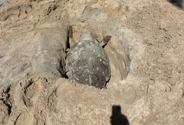 Tartaruga-cabeçuda é encontrada morta na Praia de Ponta Verde, em Maceió