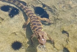 Jacaré aparece em praia de Alagoas e assusta banhistas