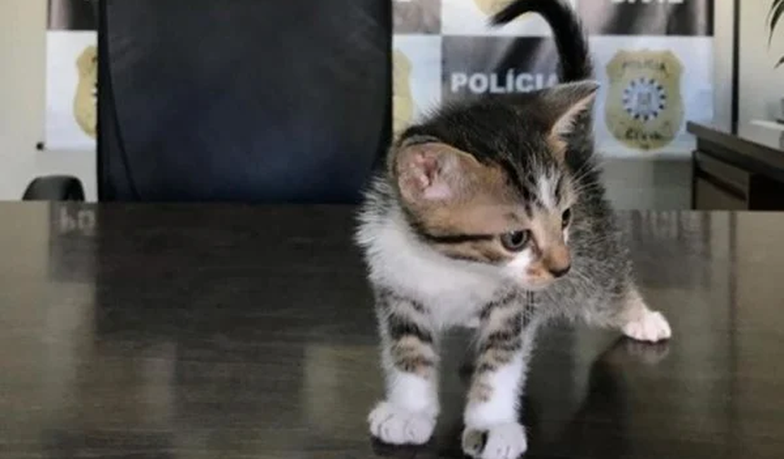 Homem confessa que adotava gatinhos para matá-los; confira