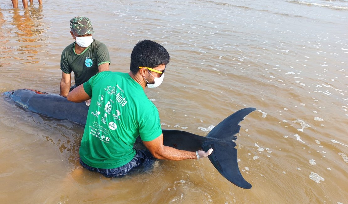 Golfinho é resgatado após encalhar em praia no município de Coruripe