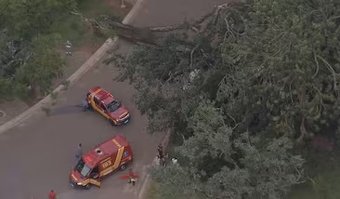 Três pessoas ficam feridas após árvore cair no Parque Ibirapuera