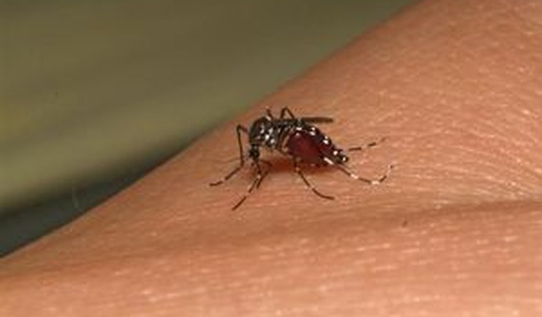 Caem casos de Dengue em Maceió, aponta boletim