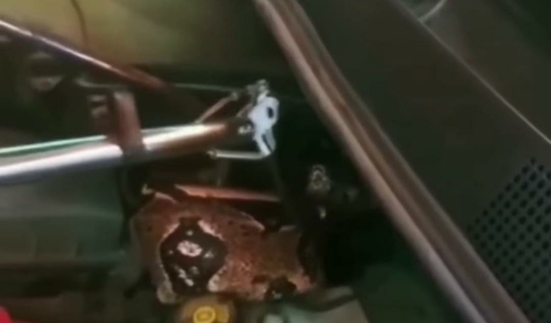 Cobra é encontrada em motor de carro em Marechal Deodoro