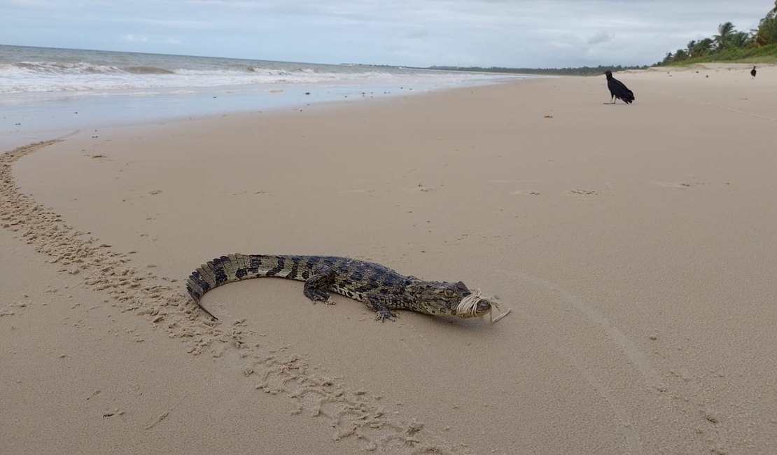Com sinais de desnutrição, jacaré-de-papo-amarelo é resgatado em praia na Barra de Santo Antônio