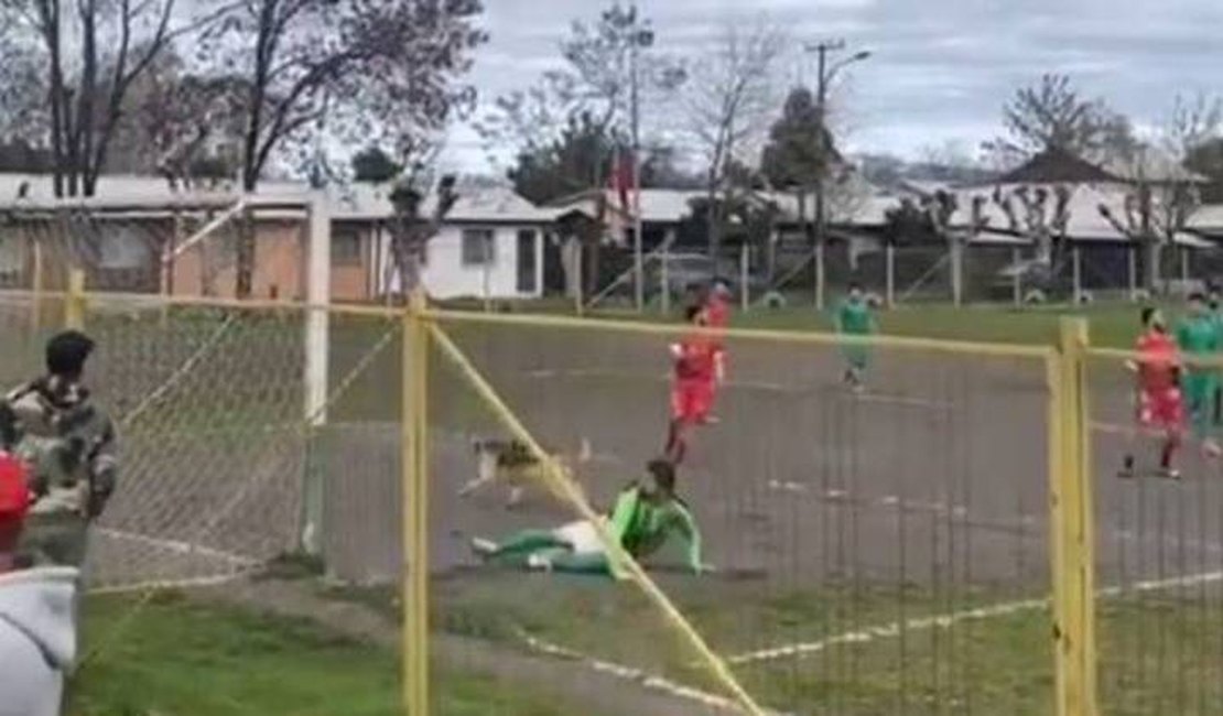Cachorro goleador invade campo e anota gol após cobrança de falta