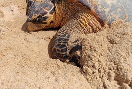 Vídeo mostra tartaruga-de-pente desovando na Praia de Jacarecica, em Maceió