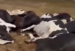 Acidente com fio de alta tensão provoca morte de vacas e causa prejuízo de R$ 300 mil em fazenda alagoana
