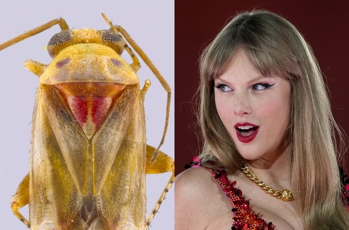 Swifties? Novos insetos descobertos recebem nomes em homenagem a Taylor Swift