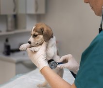 Ufal abre inscrições para Pós-graduação em Práticas Hospitalares Veterinárias