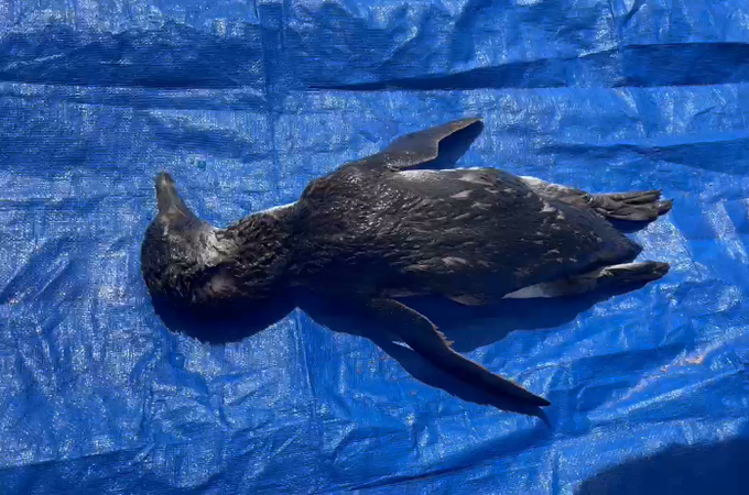 Pinguim é encontrado sem vida na Praia de Riacho Doce, em Maceió