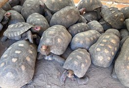 Entrega voluntária de animais silvestres é alternativa legal e responsável