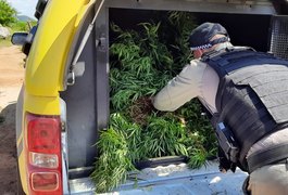Polícia flagra plantação com 25 pés de maconha no Sertão de Alagoas