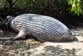 Filhote de baleia Jubarte é encontrado morto na Barra de São Miguel