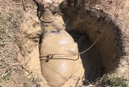 Bombeiros resgatam cavalo de poço lamacento e profundo em Satuba