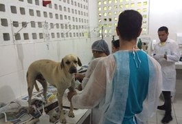 Chega a 11 número de cães mortos por envenenamento em Maceió